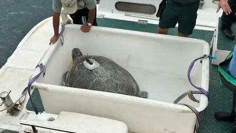 La tortuga Irlanda vuelve al mar/ Mohamed Ettouileb