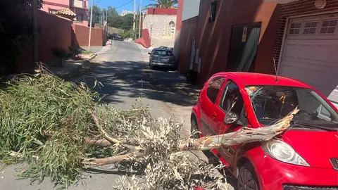 Imagen de la ca&iacute;da del &aacute;rbol/ Cedida