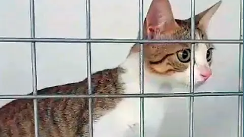 Gato abandonado / archivo