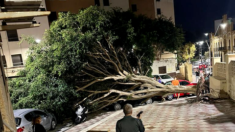 &Aacute;rbol ca&iacute;do en Otero 