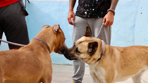 Dos perros en la Protectora / Archivo