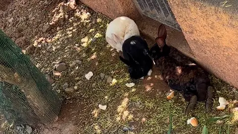 Animales en Miramar Bajo