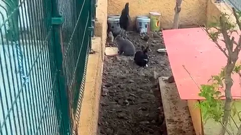 Animales en Miramar Bajo