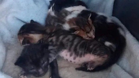 GATOS