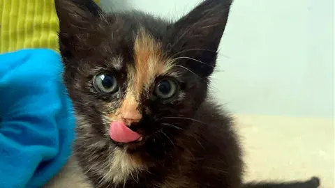 GATITO