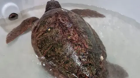Tortuga macho rescatada