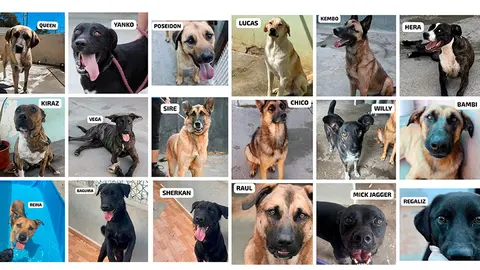 PERROS PARA APADRINAR