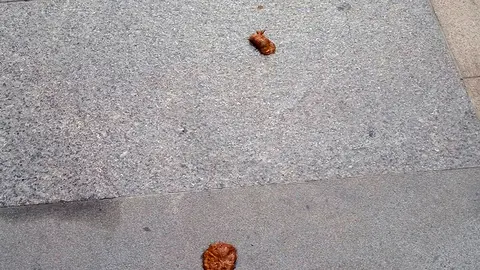 Heces en medio de la calle