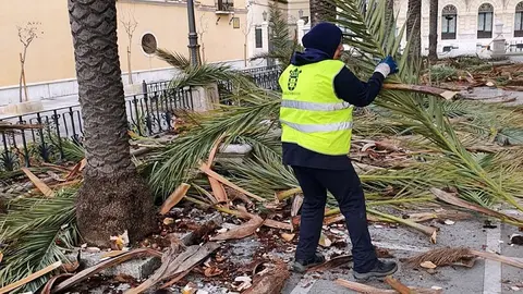  Un operaria recogiendo restos de la poda de una palmera./archivo 