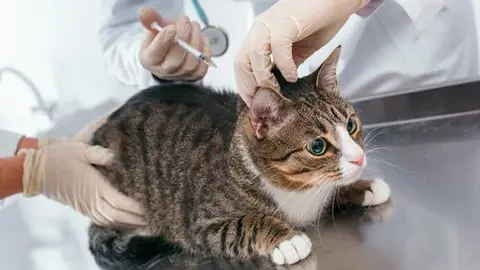 veterinario