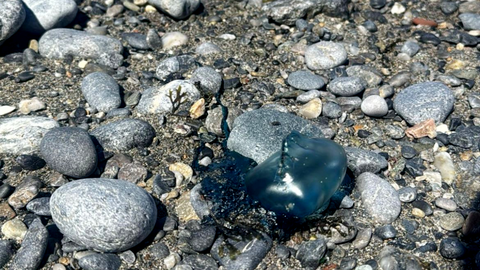 Localizado un ejemplar de carabela portuguesa en la playa de Benz&uacute;
