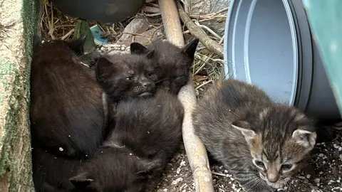 Cachorros de gato necesitados de acogida urgente