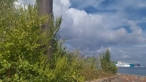 Zona de los viveros en San Amaro