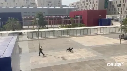 Cabras en el Hospital / Ceuta Televisi&oacute;n