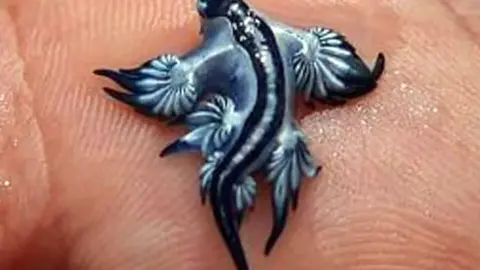 DRAG&Oacute;N AZUL 2