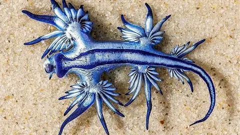 DRAG&Oacute;N AZUL