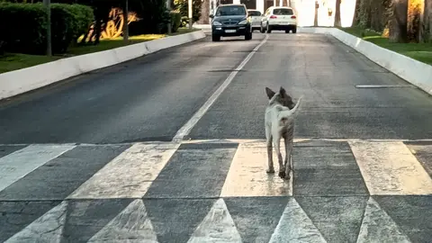 Ceuta declara el foco de rabia tras el positivo de un perro de raza cruzada con podenco_