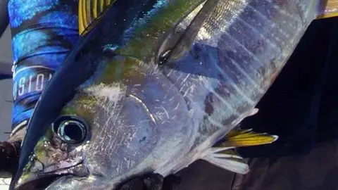 AT&Uacute;N ROJO