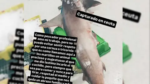 Tibur&oacute;n martillo capturado ilegalmente