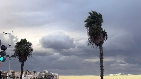 Vientos en las palmeras  / Alma Palomino