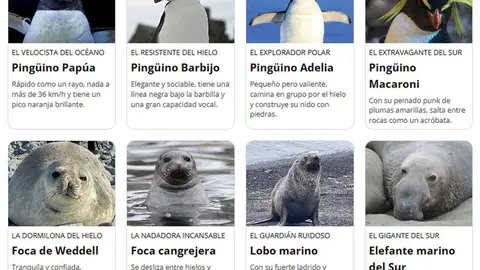 PINGUINOS APADRINADOS