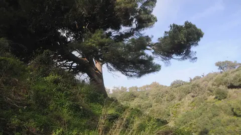 Pino Bicentenario de Arroyo de Calamocarro