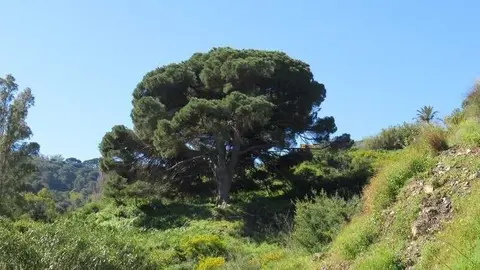 SOS en Calamocarro: el pino bicentenario, al borde del colapso tras las &uacute;ltimas borrascas / Cedida