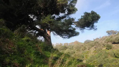  Pino de Calamocarro 