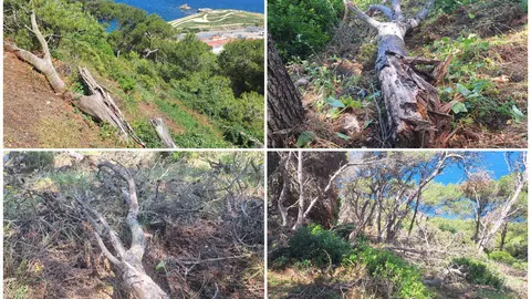 El Monte Hacho, bajo vigilancia: vecinos denuncian el peligro de incendio por &aacute;rboles arrancados sin retirar