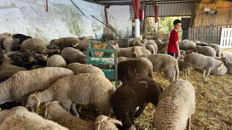 La cuenta atr&aacute;s del Eid dispara la venta de borregos: &ldquo;Ya est&aacute; pr&aacute;cticamente todo agotado&rdquo;