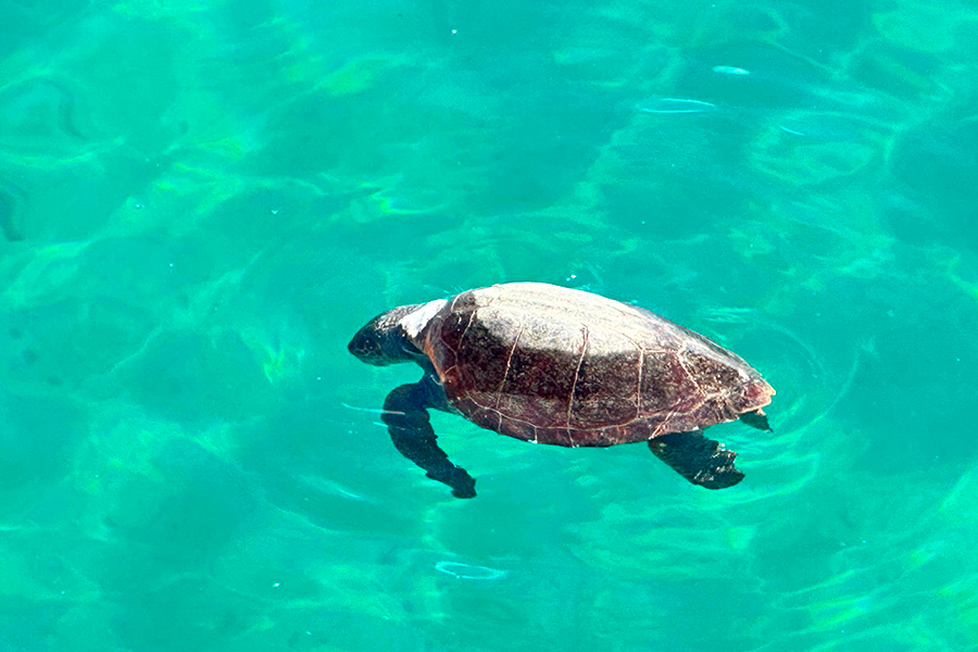 Aparece una tortuga muerta en el Foso de San Felipe / Mohamed Ettouileb