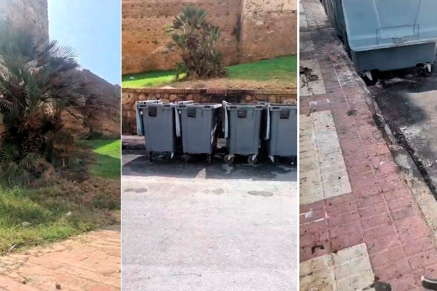 Tras el último incendio, ni se ha limpiado la zona ni podado un palmito afectado por las llamas