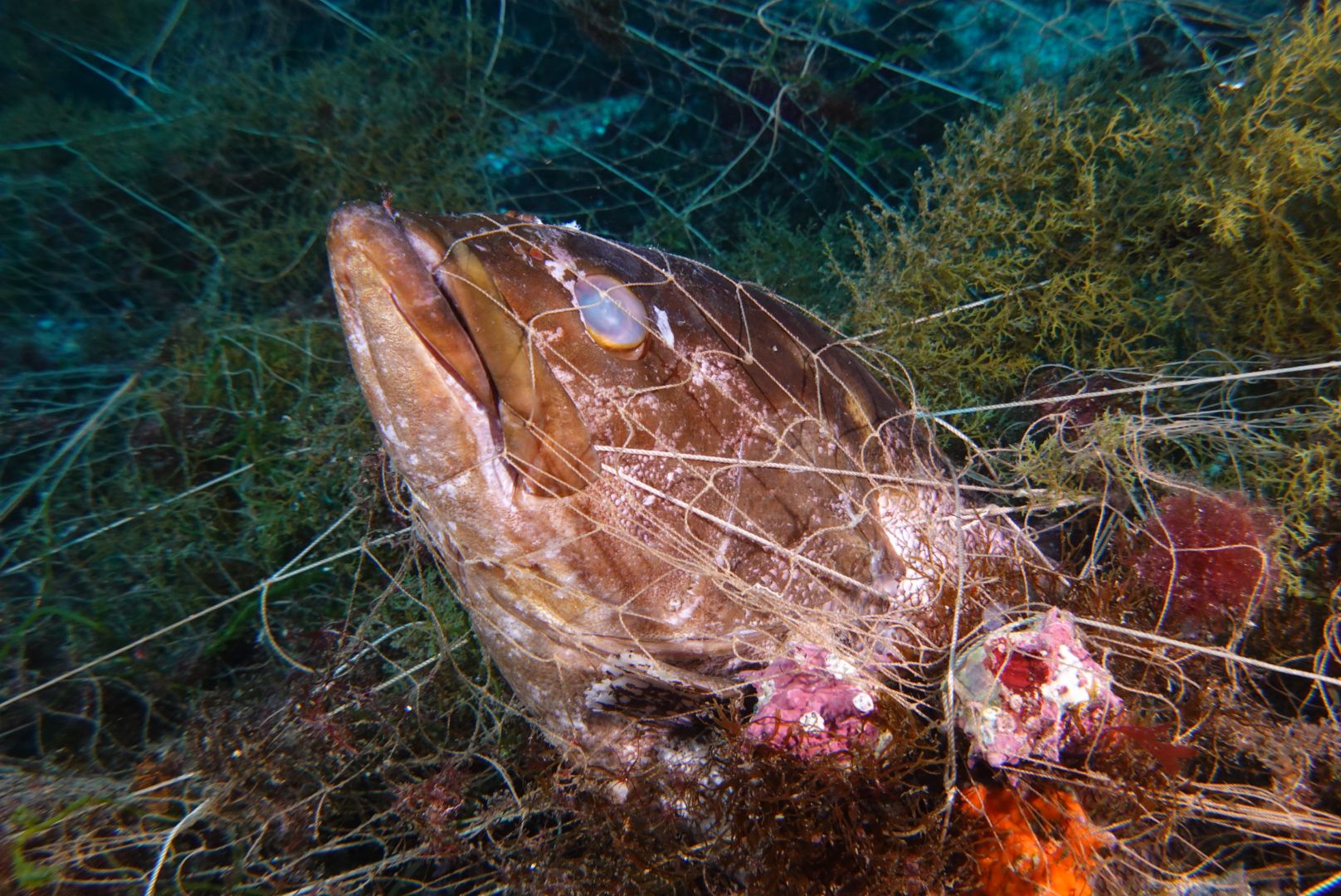 Uno de los peces, atrapado en la red/ Cedida