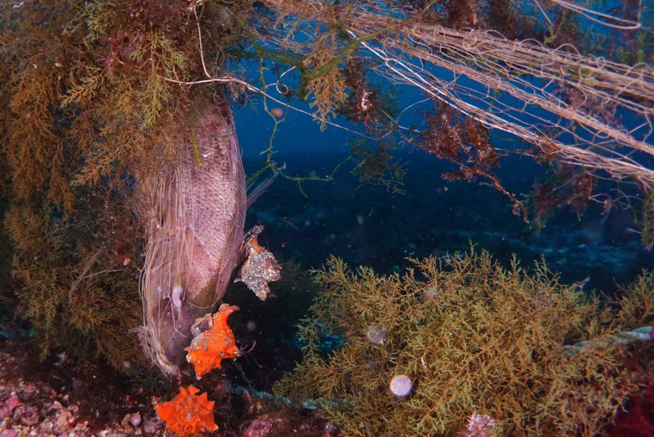 Varios peces, atrapados en esta red de hilo, que no se usa en España