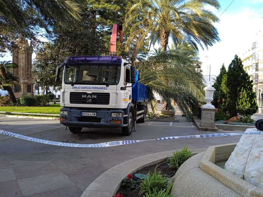 Palmera rota en Plaza de África