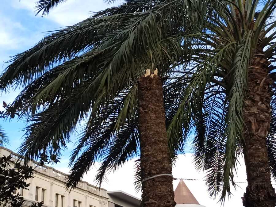 Palmera rota en Plaza de África