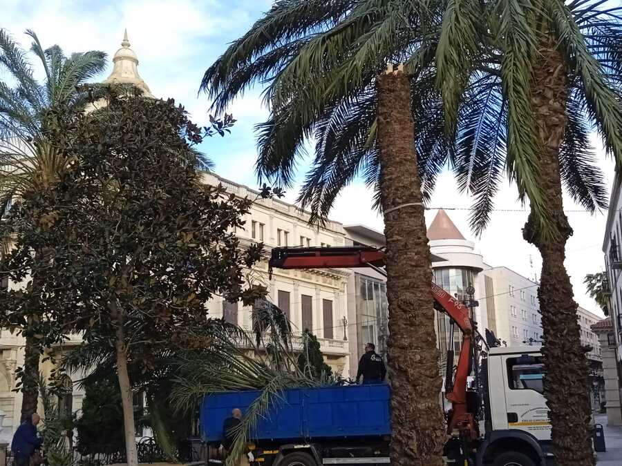 Palmera rota en Plaza de África