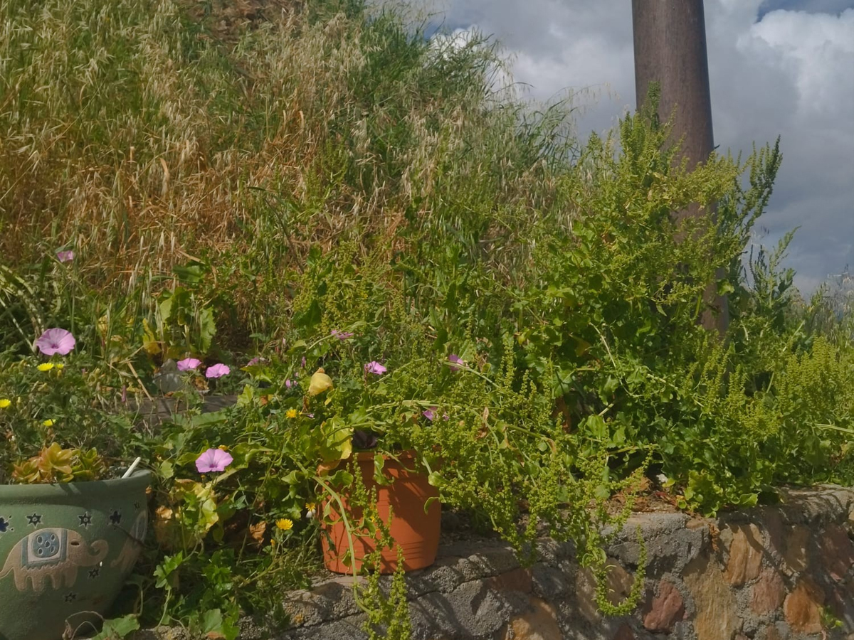 Zona de los viveros en San Amaro