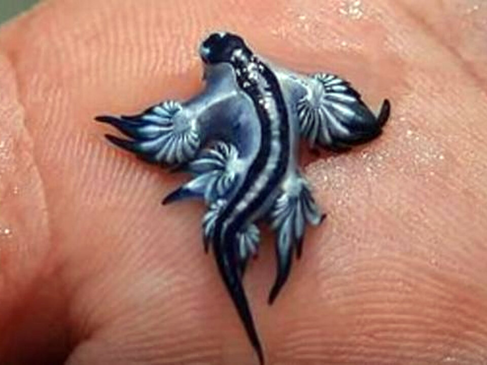 DRAGÓN AZUL 2