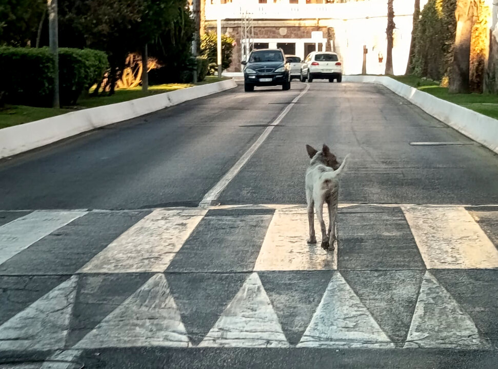 Ceuta declara el _foco de rabia_ tras el positivo de un _perro de raza cruzada con podenco_ 