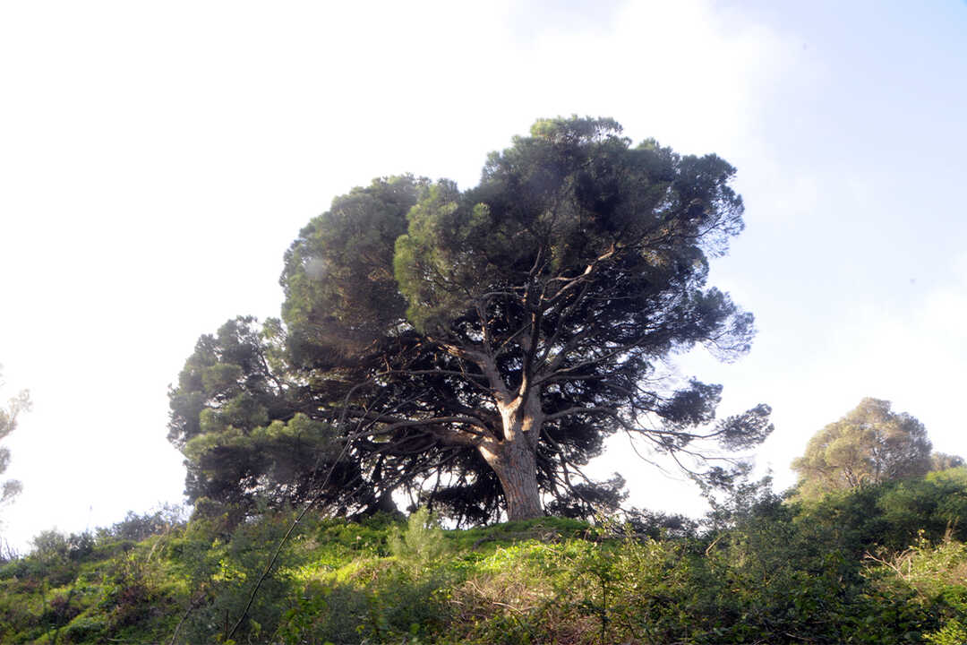 Pino Bicentenario de Arroyo de Calamocarro 3