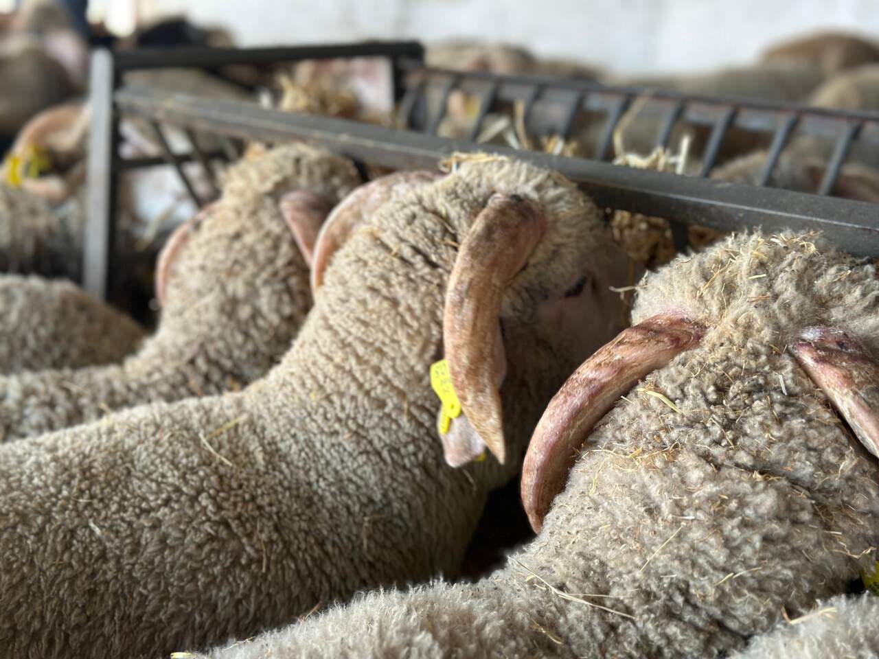 PHOTO-La cuenta atrás del Eid dispara la venta de borregos: “Ya está prácticamente todo agotado”-05-18-18-27-18 2