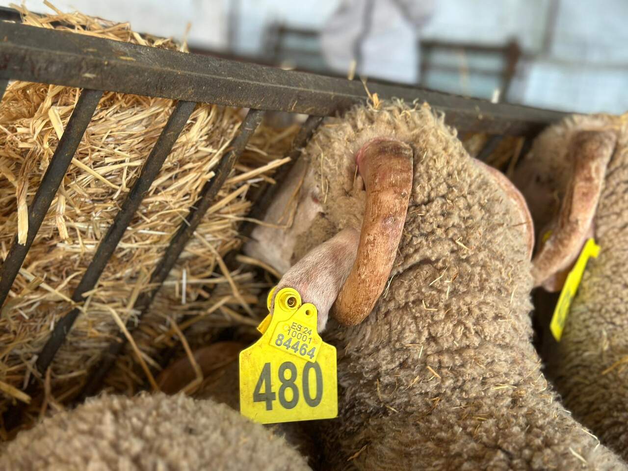La cuenta atrás del Eid dispara la venta de borregos: “Ya está prácticamente todo agotado”