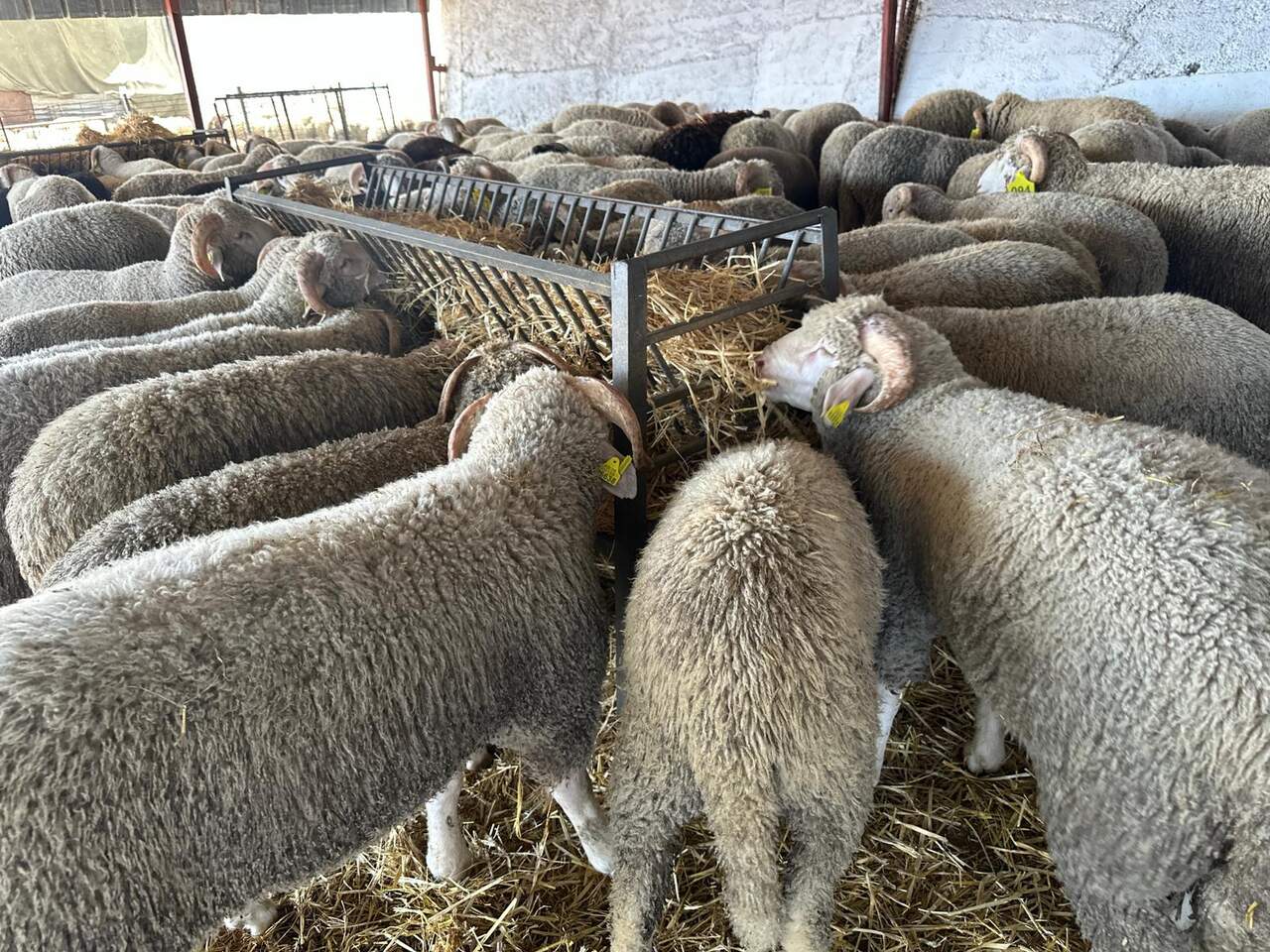 La cuenta atrás del Eid dispara la venta de borregos: “Ya está prácticamente todo agotado”